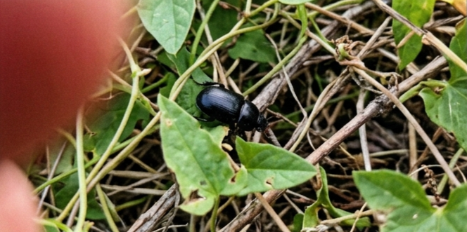 beetle